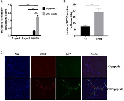 <mark class="highlighted">Citrullinated Histone H3</mark> as a Therapeutic Target for Endotoxic Shock in Mice